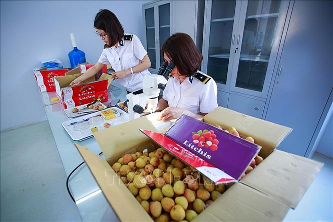 Report: Vietnam is a perfect economic partner for Australia 1151 fruit